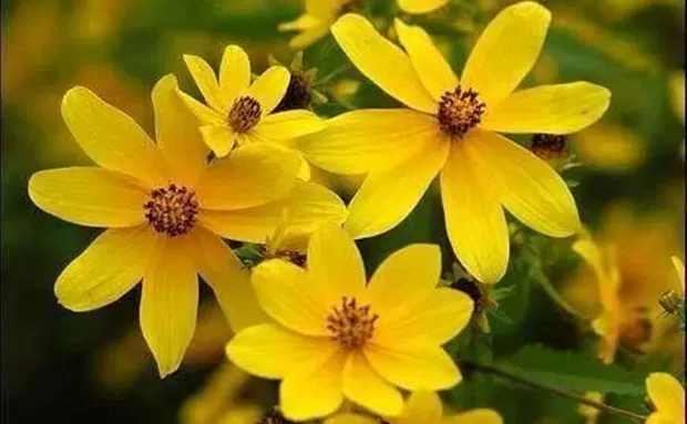 Adey Abeba flower
